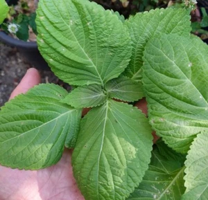 Korean Shiso Green Seeds 100+ Seeds Vegetable Seeds - Picture 1 of 1