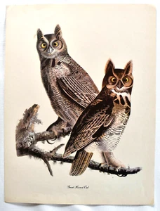 AUDUBON BIRDS OF AMERICA LITHOGRAPH, 1960 - Picture 1 of 2