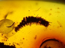 Burmese Amber Cretaceous fossil include strange beetle larva