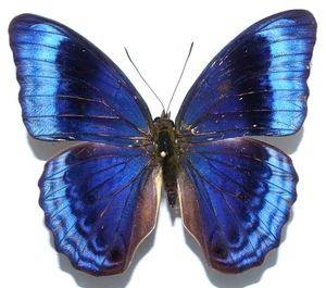CIRROCHROA IMPERATRIX HEMBRA DE BIAK ISL. - Imagen 1 de 3