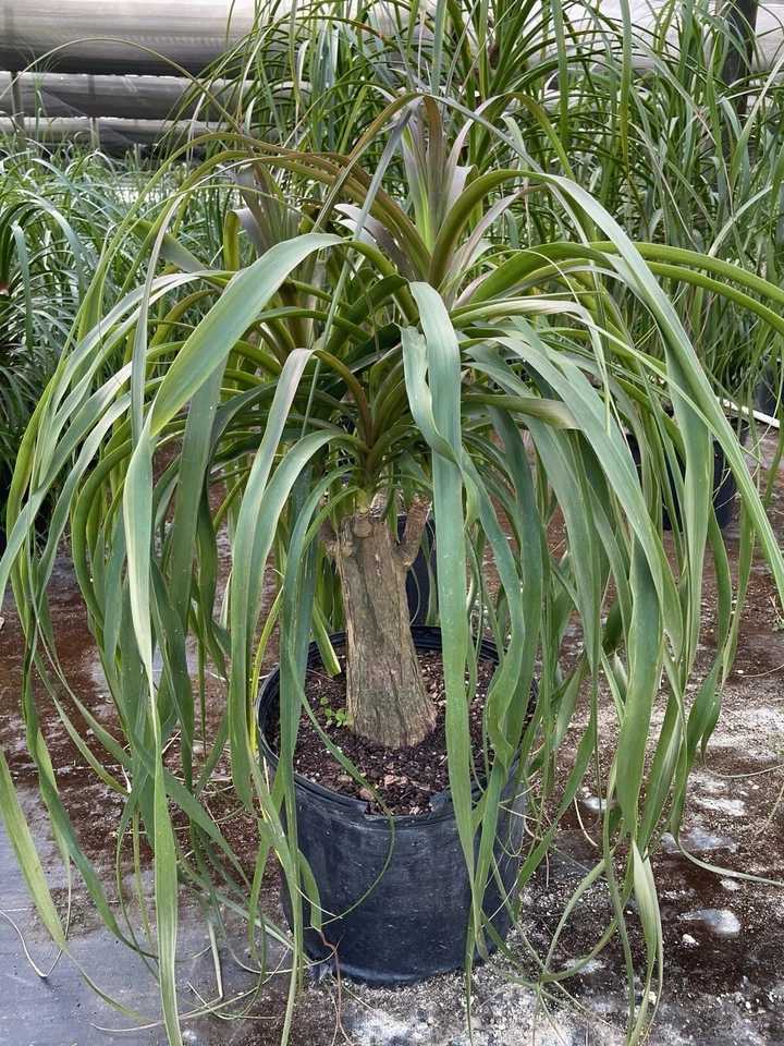 Ponytail Palm Beaucarnea Recurvata Elephants Foot In A 14”pot. Many Choices 3’+ - Image 1 of 4