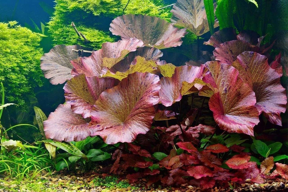 🌺🌺 Planta de lirio de agua de loto tigre rojo plantas vivas de acuario semillas de loto fáciles 3 piezas Foto 1 de 4