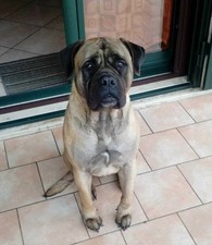 BULLMASTIFF CUCCIOLI DI CANE BULLMASTIFF