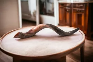 Shofar Kudu Yemenita XL 32""-34"" Nuevo Hecho KOSHER Auténtico *Envío Gratuito* - Imagen 1 de 16