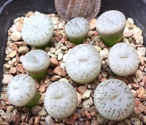 Mesembs Plant--Lithops pseudotruncatella volkii C69--ONE Plant from Group! - Picture 1 of 1