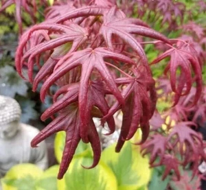 Acer Tree (Starfish) NEW Rare Japanese Maple 3L Pot 60cm Delivered to your door - Picture 1 of 17
