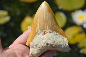 Beautiful, Genuine 4.6" Megalodon shark tooth! ONE STOP MEGALODON SHOP #19 - Picture 1 of 4