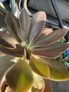 Large Echeveria Gigantic Succulent Plants Qty 1 - Picture 1 of 4