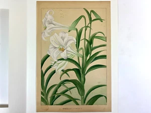 Japanese Woodblock Print “BERMUDA.LILY” Rakuzan 1931 Flower Vintage Original - Picture 1 of 10
