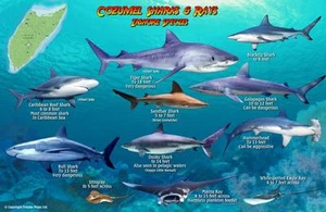 Cozumel Sharks & Rays Laminated Fish Card Franko Maps - Imagen 1 de 2