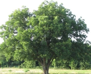 Southern Pecan Tree Barefoot Organic Non GMO - Picture 1 of 1