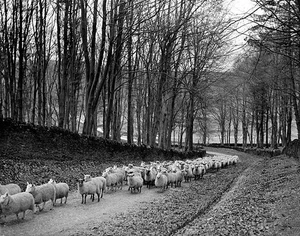 Sheep are brought down from high pastures to their winter grazing - Old Photo - Foto 1 di 1