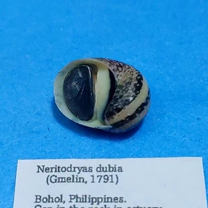 Neritodryas cornea 22mm Nerites Nerita Snail Fresh water Sea shells - Picture 1 of 2