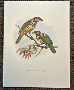 J. Wolf & J. Smit "Ailuraedus Buccoides" Least Cat Bird Lithograph 1986 - Picture 1 of 7