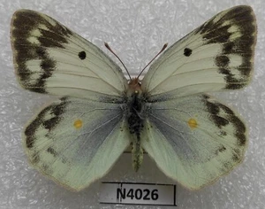 Colias chlorocoma 1f Armenia N4026 - Bild 1 von 2