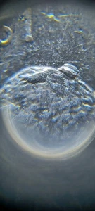 2005-P Kansas " Extra Humps" Error Coin  - Picture 1 of 3