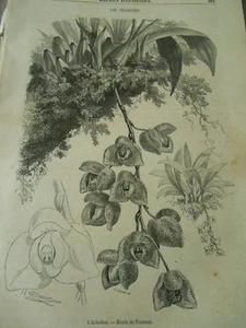 Les Orchidées Gravure Print 1853 - Picture 1 of 1