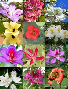 BAUHINIA MIX rare ORCHID TREE flowering fragrant big plant bonsai SEED 15 seeds - Picture 1 of 1
