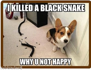   Funny Corgi  Dog  Snake Refrigerator / Tool Box  Magnet - Picture 1 of 1