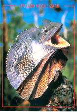 Frilled Neck Lizard Vintage Unposted NOS Postcard Australia
