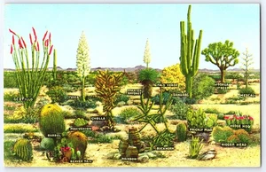 Postal vintage de cactus del desierto plantas del suroeste color Curteich casi nueva sin usar - Imagen 1 de 2