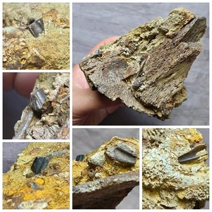 Handheld Hadrosaurus Dinosaurier Fossil Knochen und Zähne in Matrix Lanze Fm Wyoming - Bild 1 von 8