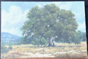 Fort Worth Texas Artist Original Oil Hill Country Live Oak Landscape Painting - Picture 1 of 9