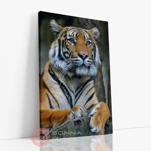 Tiger Portrait Tier Natur Fotografie Wohnzimmer Wandbild Leinwandbild Deko - Bild 1 von 6