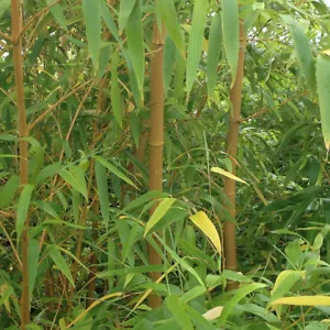 Yellow Bamboo (Phyllostachys) Plants 80-100cm tall - Pair - Picture 1 of 6