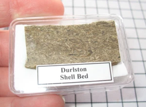 Cretaceous Limestone fossil shell rich slice Durlston Fm display case 1/bid - Picture 1 of 4
