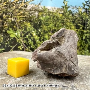 Fossil permian amphibian bone, permian, texas, usa - Picture 1 of 1