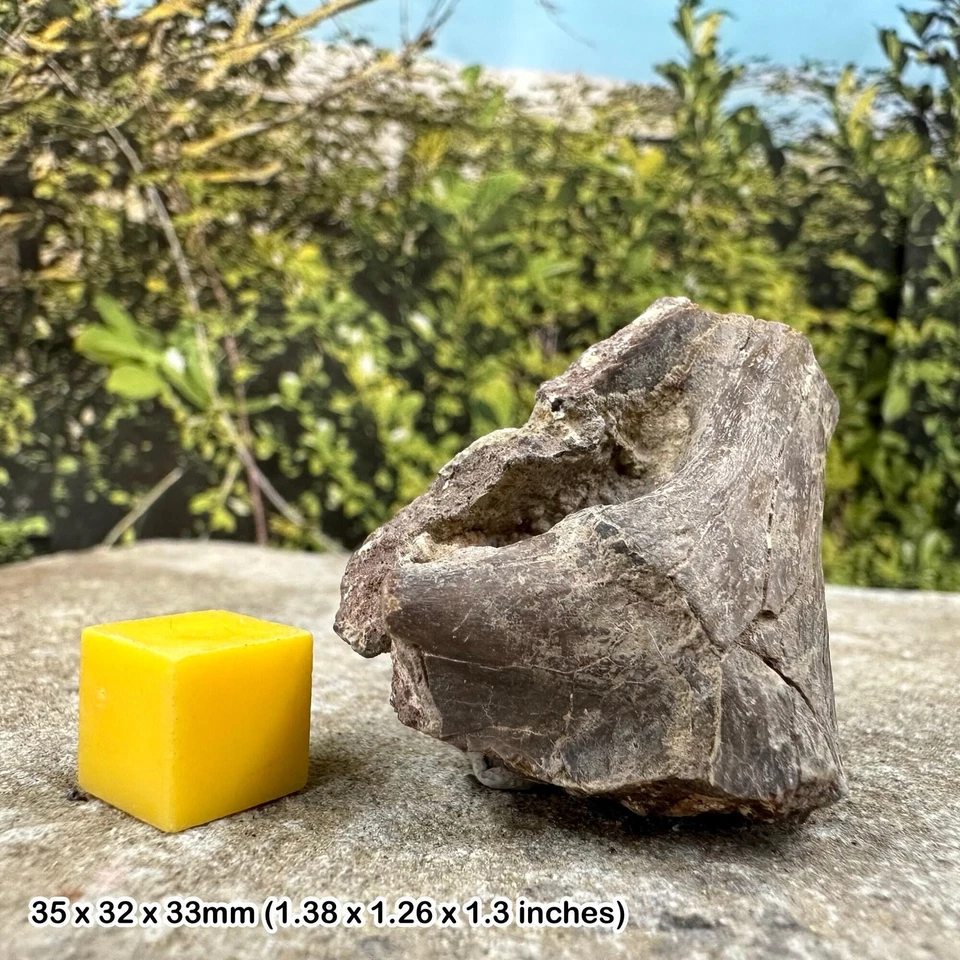 Fossil permian amphibian bone, permian, texas, usa - Image 1 of 1