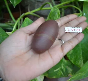 Piedra de energía oscilante del río Narmada Shiva rara I-5583 - Imagen 1 de 8