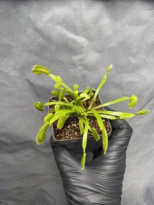 Venus flytrap Dionaea muscipula “dente” sawtooth - Image 1 of 4