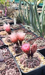 Gymnocalycium ferrarii VG 817, 25+ seeds, harvest 2024. - Picture 1 of 5