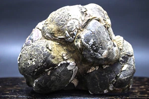 566GR  Natural matrix Bivalvia Cluster Clam Rough Pelecypoda Fossil , Indonesia - Picture 1 of 8