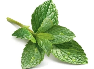 3 Live Plants 4''-5'' Long Mint Mentha "Peppermint" Mojito Rooted In Soil (READ) - Picture 1 of 3