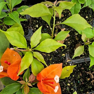Bougainvillea "Orange King" Live Plant - Well rooted starter/plug plant 3" pot - Image 1 of 4