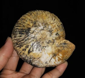 AMAZING AMMONITE!!! HALORITES TRIASSIC FOSSIL FROM TIMOR, INDONESIA 88MM - Picture 1 of 8