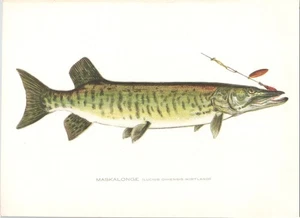 Original c 1900 Antique S.F. DENTON Color Fish Print - Maskalonge - Picture 1 of 1