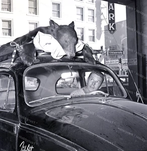 Volkswagen Bär auf Käfer Jagd zwei (2) 1960er Original Foto Negative - Bild 1 von 3