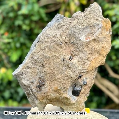 Authentic fossil turtle vertebra & fish bone block cretaceous durlston swanage - Image 1 of 4