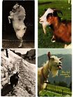 Goat, Goats, Animals, 61 Modern Postcards (L6023)