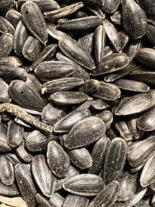 Ripkitty Premium Black Oil Sunflower Helianthus Seeds Planting Nuts FREE S/H! - Picture 1 of 4