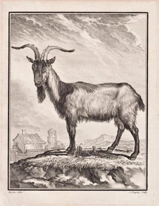 Cabra Cabra Cabra Buck Bouc Cabra Billy Grabado en cobre Buffon 1780 - Imagen 1 de 1