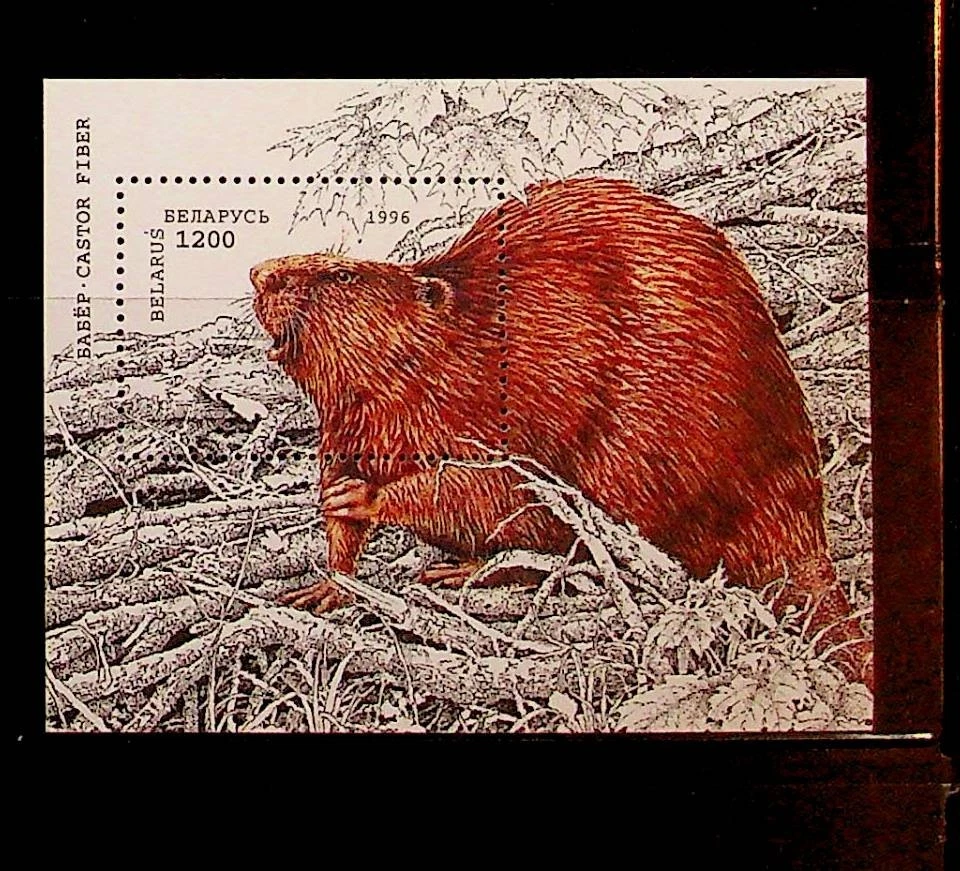 BIELORRUSIA SC 143 NH HOJA DE RECUERDO DE 1996 - ANIMALES - CASTOR - (OJ25) Foto 1 de 1