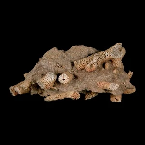 3.1" Thamnopora SP Coral Fossil Coral Reef Devonian Age Verde Valley, Arizona - Picture 1 of 7