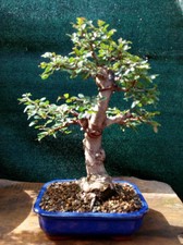Bonsai di Olmo cinese (Ulmus parviflora) H. 32