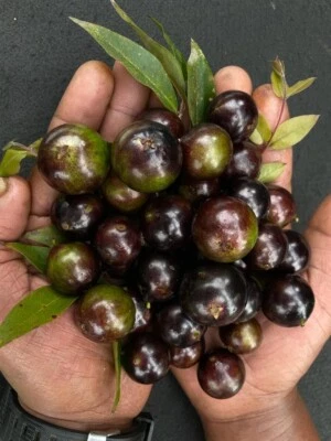 Plinia sp Jabuticaba Lisa de Pernambuco - 1 YR OLD - Image 1 of 4