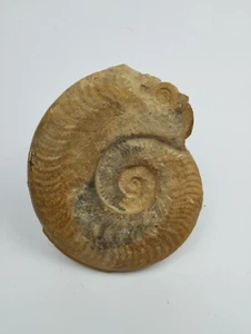 Ammonite Harpoceras Cures Sarthe France Toarcien 120mm amonite Fossile - Picture 1 of 5